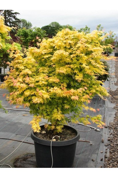 Клен Оранжевый сон