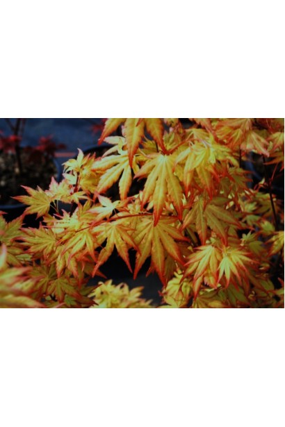 Acer palmatum Orange Dream