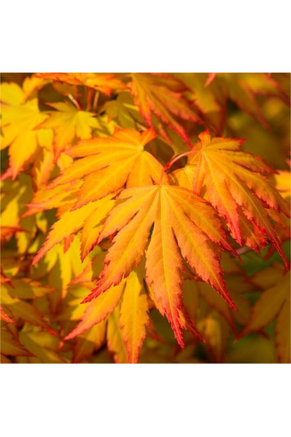 Клен Оранж Дрем золотистые листья с оранжевыми краями