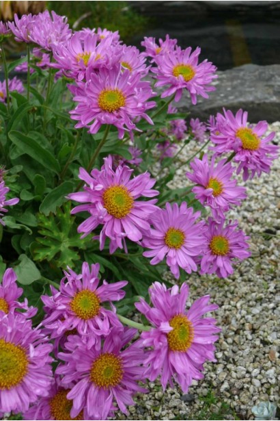 Aster alpinus Happy End