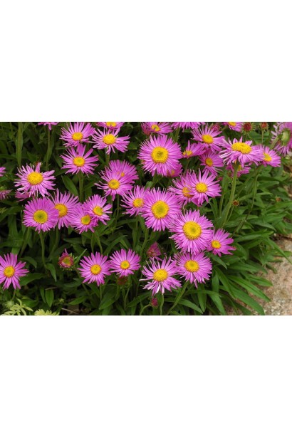 Айстра альпійська Хеппі Енд ромашкоподібні квіти