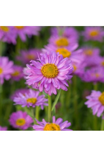 Айстра альпійська рожеві