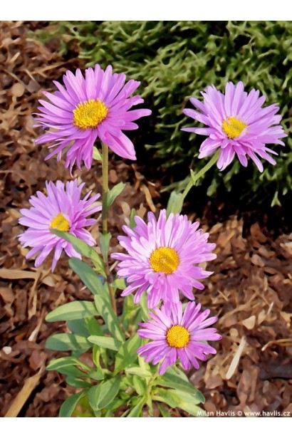 Морозець Хеппі Енд 