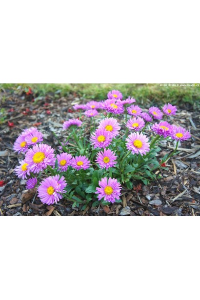 Айстра альпійська Хеппі Енд багаторічник