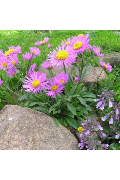 Айстра Хеппі Енд в ландшафті