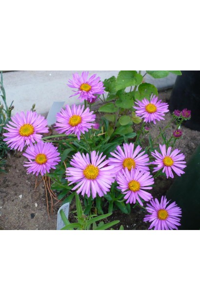 Рожеві айстри