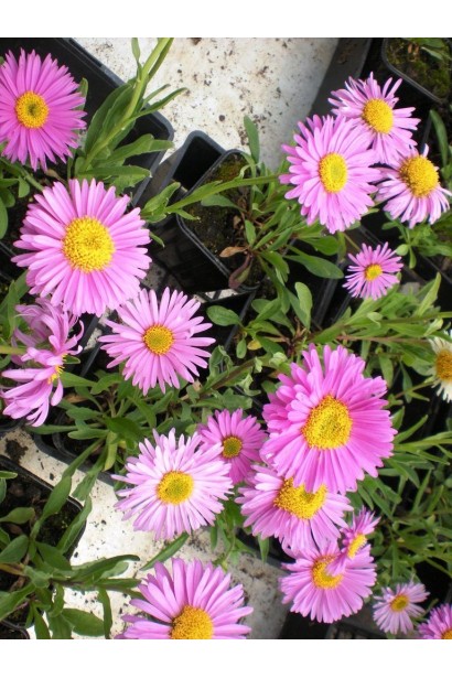 Айстра альпійська / Морозець Хеппі Енд