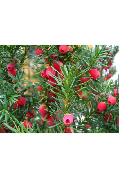 Тис середній Фармен ягоди