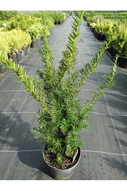 Тис Фармен — стійкий до морозів декоративний чагарник.