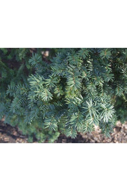 Тис середній Фармен