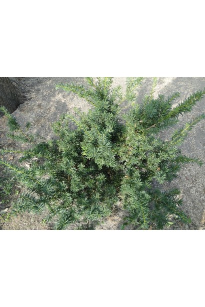 Тис Фармен — вічнозелений акцент для вашого саду.