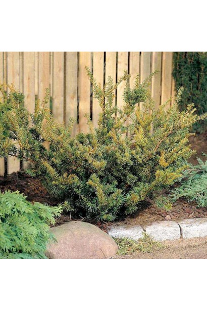 Тис Фармен в саду