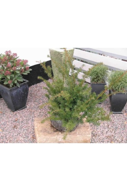 Тис Фармен — вічнозелений чагарник з густою хвоєю.