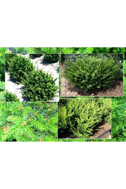 Тис середній Фармен