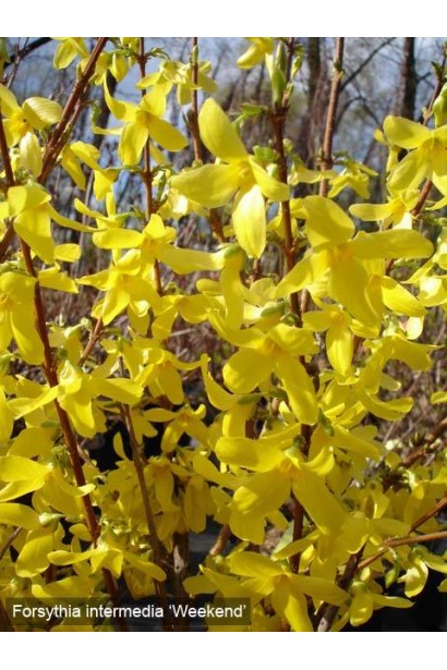 Жовте цвітіння форзиції середньої Уікенд в саду.