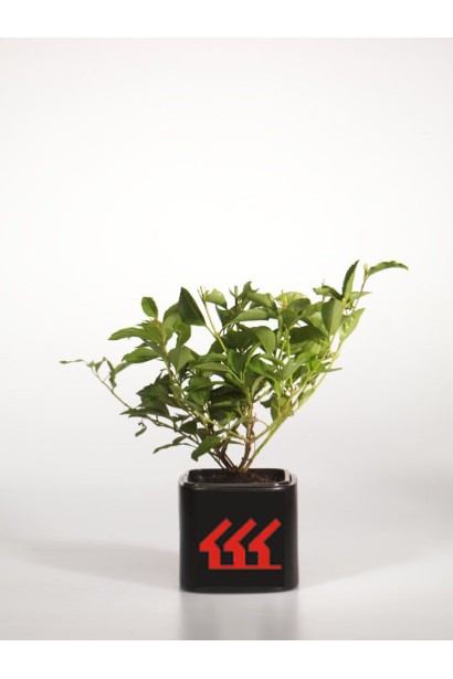 Форзиція середня Уікенд / Вікенд