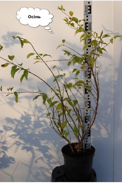 Форзиція середня Уікенд / Вікенд восени