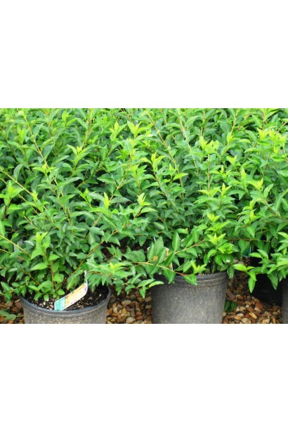 Forsythia intermedia Week-End