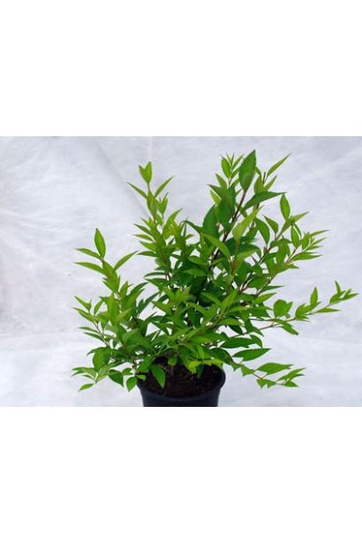 Форзиція середня Уікенд