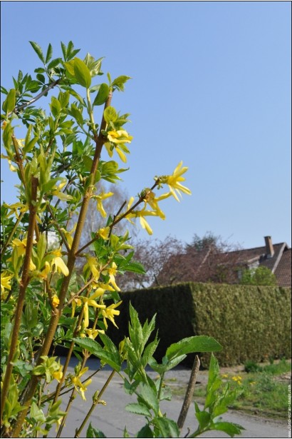 Forsythia intermedia Week-End