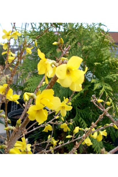 Форзиція Уікенд з яскравими квітами на гілках.