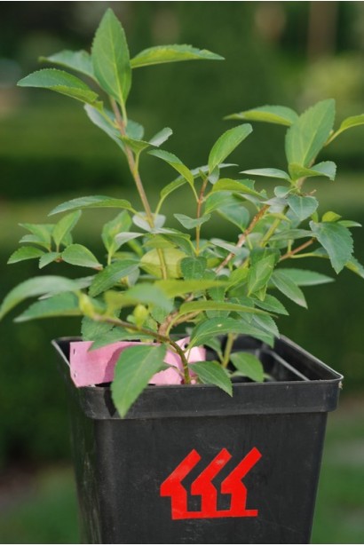 Forsythia intermedia Week-End