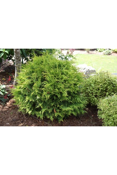 Туя Вудварди – густой зеленый акцент в саду.