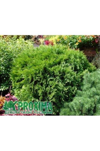 Туя Вудварди – морозостойкий сорт для любого климата.