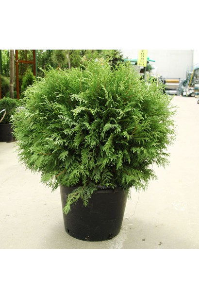 Шаровидная туя Вудварди – идеальная форма для сада.