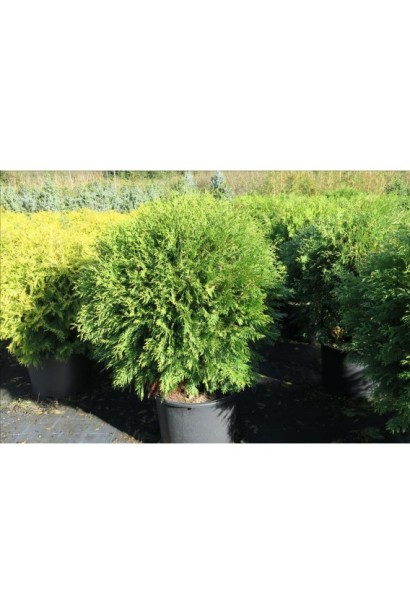Туя западная Вудварди 