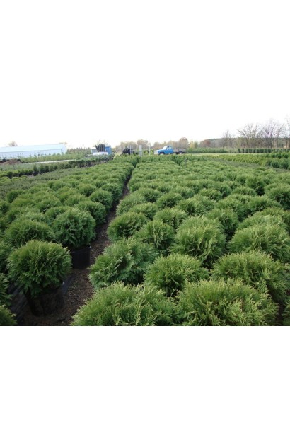 Thuja occidentalis Woodwardii