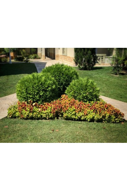 Круглая форма туи Вудварди в декоративной клумбе.