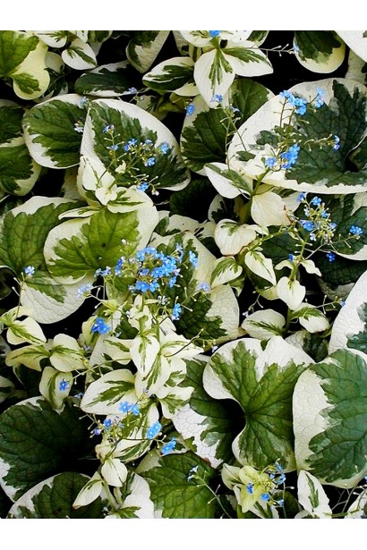 Бруннера Variegata строкате біло-зелене листя 