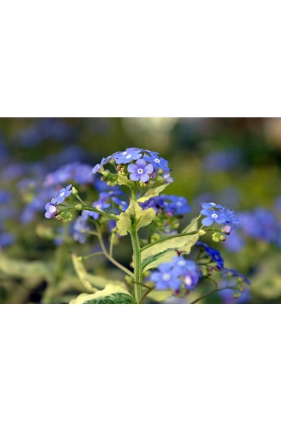 Бруннера Варієгата блакитні квіти