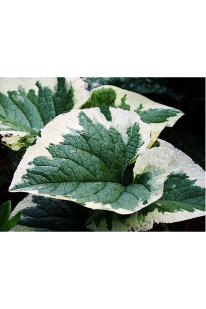 Brunnera macrophylla Variegata 