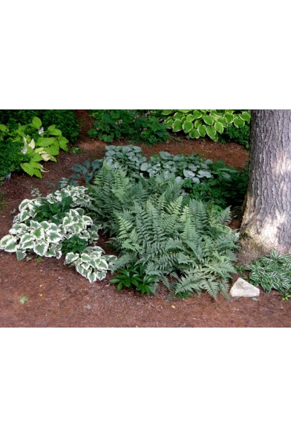 Бруннера макрофілла Variegata в міксбордері