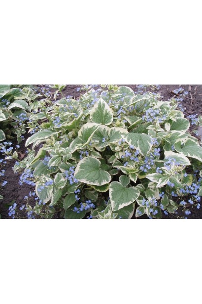 Бруннера великолиста Варієгата