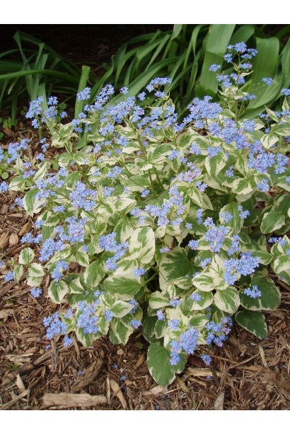 Бруннера великолиста Варієгата в ландшафті