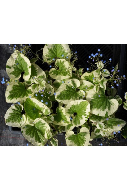 Бруннера великолиста Варієгата тіньовитривалий багаторічник