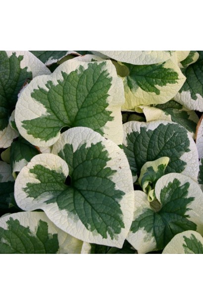 Бруннера Варієгата зелене листя з білою облямівкою