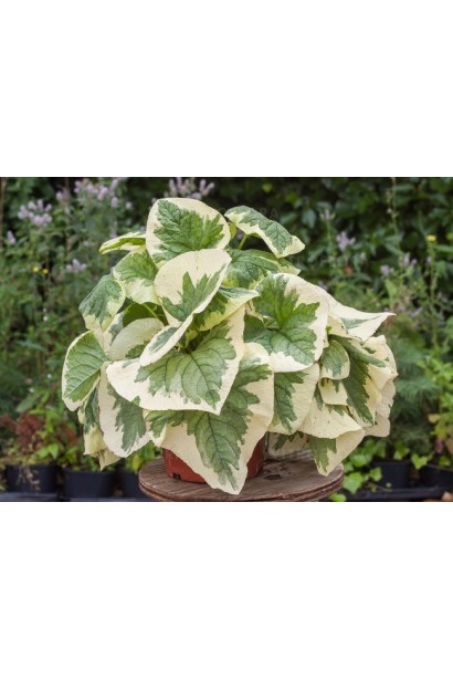 Бруннера великолиста Варієгата в горщику