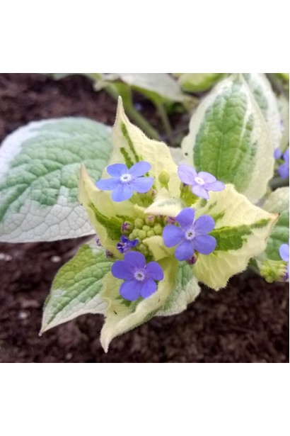 Кавказька незабудка Варієгата дрібні блакитні квіти