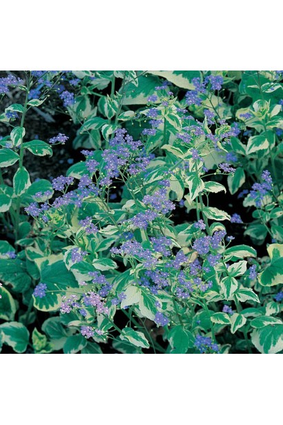 Бруннера великолиста Варієгата цвітіння