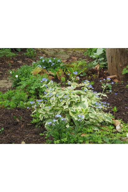 Бруннера великолиста Варієгата в парку