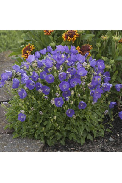 Колокольчики карпатские Blue Clips