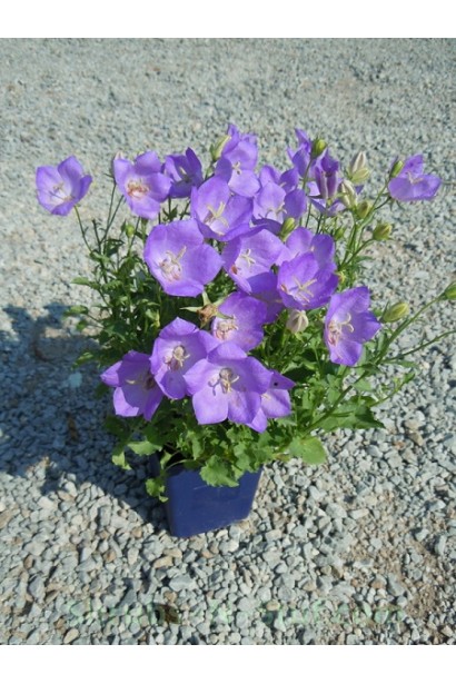 Колокольчики карпатские Блю Клипс саженец Р9