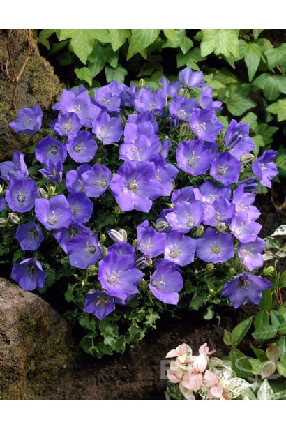 Колокольчики низкорослые Блю Клипс