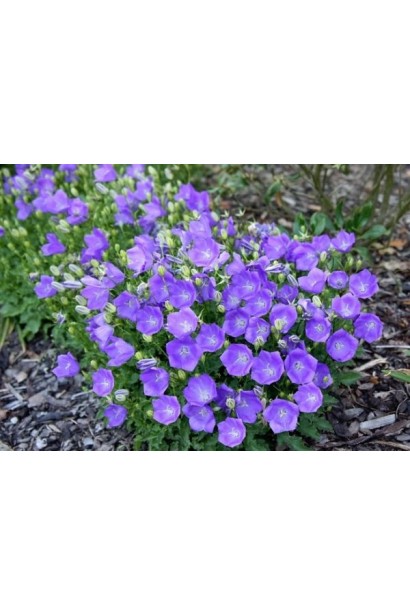 Campanula carpatica Blue Clips