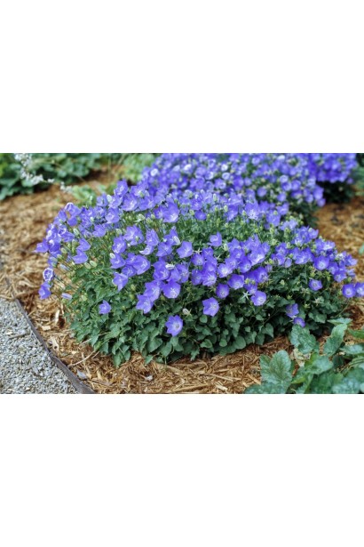 Колокольчики Блю Клипс на клумбе