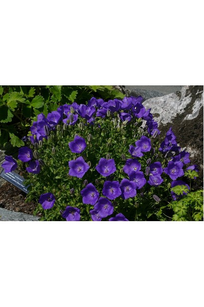 Колокольчик синий